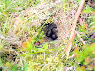 2005-05-18-13-27-46_bittaford_moor_gate-029_bittaford_moor_gate.jpg 2005-05-18-13-27-46_bittaford_moor_gate-029_bittaford_moor_gate.jpg bittaford_moor_gate