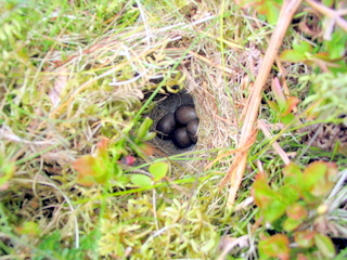2005-05-18-13-27-52_bittaford_moor_gate-030_bittaford_moor_gate.jpg 2005-05-18-13-27-52_bittaford_moor_gate-030_bittaford_moor_gate.jpg bittaford_moor_gate