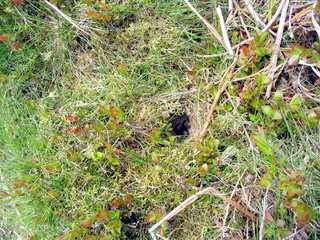2005-05-18-13-27-59_bittaford_moor_gate-031_bittaford_moor_gate.jpg 2005-05-18-13-27-59_bittaford_moor_gate-031_bittaford_moor_gate.jpg bittaford_moor_gate