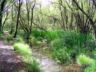 2005-05-21-14-56-12_garden_marsh_villa_may_05-010_garden_marsh_villa_may_05.jpg 2005-05-21-14-56-12_garden_marsh_villa_may_05-010_garden_marsh_villa_may_05.jpg garden_marsh_villa_may_05