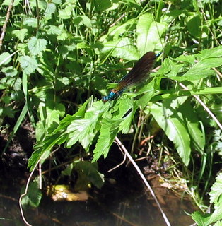 2005-05-21-14-57-09_garden_marsh_villa_may_05-011_garden_marsh_villa_may_05.jpg 2005-05-21-14-57-09_garden_marsh_villa_may_05-011_garden_marsh_villa_may_05.jpg garden_marsh_villa_may_05