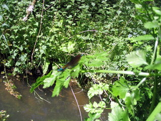 2005-05-21-14-57-17_garden_marsh_villa_may_05-012_garden_marsh_villa_may_05.jpg 2005-05-21-14-57-17_garden_marsh_villa_may_05-012_garden_marsh_villa_may_05.jpg garden_marsh_villa_may_05