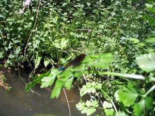 2005-05-21-14-57-25_garden_marsh_villa_may_05-013_garden_marsh_villa_may_05.jpg 2005-05-21-14-57-25_garden_marsh_villa_may_05-013_garden_marsh_villa_may_05.jpg garden_marsh_villa_may_05
