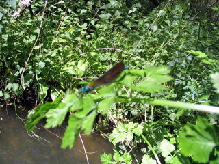 2005-05-21-14-57-42_garden_marsh_villa_may_05-014_garden_marsh_villa_may_05.jpg 2005-05-21-14-57-42_garden_marsh_villa_may_05-014_garden_marsh_villa_may_05.jpg garden_marsh_villa_may_05