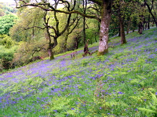 2005-05-22-14-42-21_belstone_steeperton_wild_tor_hound_cosdon_may_05-033_belstone_steeperton_wild_tor_hound_cosdon_may_05.jpg 2005-05-22-14-42-21_belstone_steeperton_wild_tor_hound_cosdon_may_05-033_belstone_steeperton_wild_tor_hound_cosdon_may_05.jpg belstone_steeperton_wild_tor_hound_cosdon_may_05