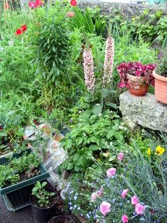 2005-06-04-14-34-45_bovey_tracey_gardens_june_05-012_bovey_tracey_gardens_june_05.jpg 2005-06-04-14-34-45_bovey_tracey_gardens_june_05-012_bovey_tracey_gardens_june_05.jpg bovey_tracey_gardens_june_05