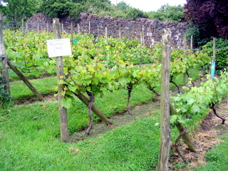2005-06-04-15-02-35_bovey_tracey_gardens_june_05-005_bovey_tracey_gardens_june_05.jpg 2005-06-04-15-02-35_bovey_tracey_gardens_june_05-005_bovey_tracey_gardens_june_05.jpg bovey_tracey_gardens_june_05