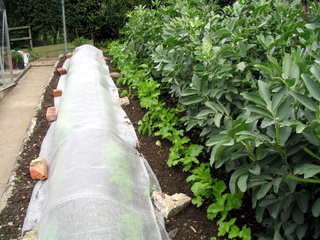 2005-06-04-15-42-08_bovey_tracey_gardens_june_05-011_bovey_tracey_gardens_june_05.jpg 2005-06-04-15-42-08_bovey_tracey_gardens_june_05-011_bovey_tracey_gardens_june_05.jpg bovey_tracey_gardens_june_05