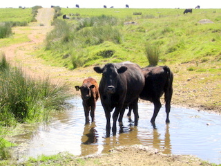 2005-06-22-11-22-52_princetown_swincombe_whiteworks-013_princetown_swincombe_whiteworks.jpg 2005-06-22-11-22-52_princetown_swincombe_whiteworks-013_princetown_swincombe_whiteworks.jpg princetown_swincombe_whiteworks