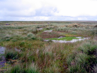 2005-07-24-14-16-20_princetown_duckspool_july_05-014_princetown_duckspool.jpg  princetown_duckspool 