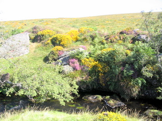 2005-08-21-10-57-29_batworthy_watern_teignhead_aug_05-006_batworthy_watern_teignhead.jpg 2005-08-21-10-57-29_batworthy_watern_teignhead_aug_05-006_batworthy_watern_teignhead.jpg batworthy_watern_teignhead