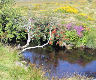 2005-08-21-10-57-45_batworthy_watern_teignhead_aug_05-007_batworthy_watern_teignhead.jpg 2005-08-21-10-57-45_batworthy_watern_teignhead_aug_05-007_batworthy_watern_teignhead.jpg batworthy_watern_teignhead