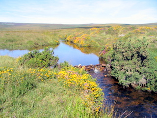 2005-08-21-11-00-39_batworthy_watern_teignhead_aug_05-010_batworthy_watern_teignhead.jpg 2005-08-21-11-00-39_batworthy_watern_teignhead_aug_05-010_batworthy_watern_teignhead.jpg batworthy_watern_teignhead