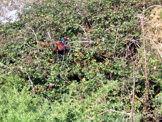 2005-10-05-14-30-54_ilfracombe_to_wollocombe_oct_05-031_ilfracombe_to_wollocombe_oct_05.jpg 2005-10-05-14-30-54_ilfracombe_to_wollocombe_oct_05-031_ilfracombe_to_wollocombe_oct_05.jpg ilfracombe_to_wollocombe_oct_05