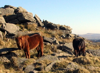 2006-01-29-13-31-47_postbridge_white_tor_bellever-003_postbridge_lower_higher_white_bellever.jpg 2006-01-29-13-31-47_postbridge_white_tor_bellever-003_postbridge_lower_higher_white_bellever.jpg postbridge_lower_higher_white_bellever