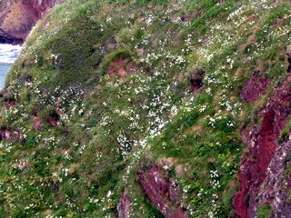 2006-06-21-16-17-47_pembroke_june_2006-097_pembroke_coast_newgale_broad_haven.jpg 2006-06-21-16-17-47_pembroke_june_2006-097_pembroke_coast_newgale_broad_haven.jpg pembroke_coast_newgale_broad_haven