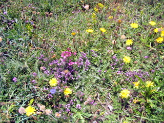 2006-06-22-13-47-16_pembroke_june_2006-133_pembroke_coast_st_brides_marloes_dale.jpg 2006-06-22-13-47-16_pembroke_june_2006-133_pembroke_coast_st_brides_marloes_dale.jpg pembroke_coast_st_brides_marloes_dale