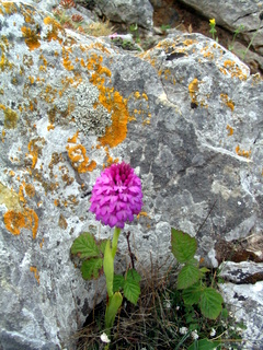 2006-06-23-11-57-32_pembroke_june_2006-156_pembroke_coast_bosherston_manorbier.jpg 2006-06-23-11-57-32_pembroke_june_2006-156_pembroke_coast_bosherston_manorbier.jpg pembroke_coast_bosherston_manorbier