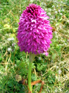 2006-06-23-12-10-42_pembroke_june_2006-001_pembroke_coast_bosherston_manorbier.jpg 2006-06-23-12-10-42_pembroke_june_2006-001_pembroke_coast_bosherston_manorbier.jpg pembroke_coast_bosherston_manorbier