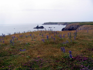 2006-06-23-12-31-03_pembroke_june_2006-010_pembroke_coast_bosherston_manorbier.jpg 2006-06-23-12-31-03_pembroke_june_2006-010_pembroke_coast_bosherston_manorbier.jpg pembroke_coast_bosherston_manorbier