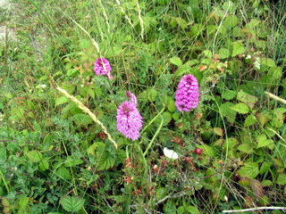 2006-06-23-14-57-13_pembroke_june_2006-027_pembroke_coast_bosherston_manorbier.jpg 2006-06-23-14-57-13_pembroke_june_2006-027_pembroke_coast_bosherston_manorbier.jpg pembroke_coast_bosherston_manorbier
