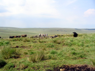 2006-07-02-12-33-16_dartmoor_july_2006-012_hexworthy_childestomb.jpg 2006-07-02-12-33-16_dartmoor_july_2006-012_hexworthy_childestomb.jpg hexworthy_childestomb