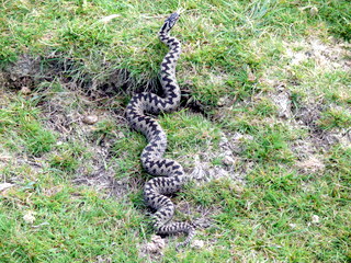 2006-09-21-12-20-15_p1000070_bonehill_hameldown_grimspound.jpg 2006-09-21-12-20-15_p1000070_bonehill_hameldown_grimspound.jpg bonehill_hameldown_grimspound