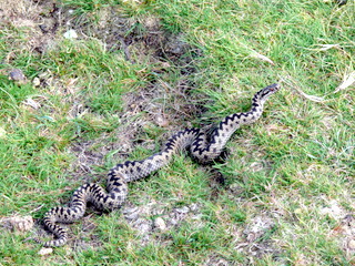 2006-09-21-12-20-27_p1000071_bonehill_hameldown_grimspound.jpg 2006-09-21-12-20-27_p1000071_bonehill_hameldown_grimspound.jpg bonehill_hameldown_grimspound