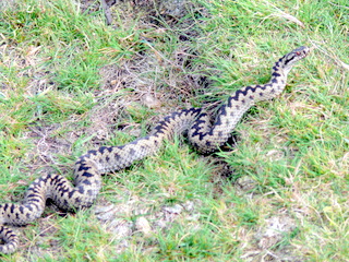 2006-09-21-12-20-38_p1000072_bonehill_hameldown_grimspound.jpg 2006-09-21-12-20-38_p1000072_bonehill_hameldown_grimspound.jpg bonehill_hameldown_grimspound