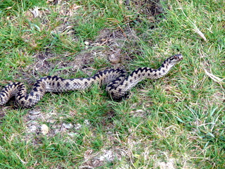 2006-09-21-12-20-50_p1000073_bonehill_hameldown_grimspound.jpg 2006-09-21-12-20-50_p1000073_bonehill_hameldown_grimspound.jpg bonehill_hameldown_grimspound