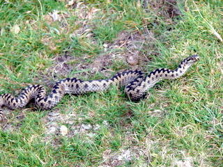 2006-09-21-12-21-05_p1000074_bonehill_hameldown_grimspound.jpg 2006-09-21-12-21-05_p1000074_bonehill_hameldown_grimspound.jpg bonehill_hameldown_grimspound
