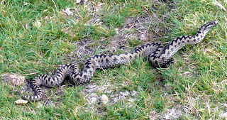 2006-09-21-12-21-25_p1000075_bonehill_hameldown_grimspound.jpg 2006-09-21-12-21-25_p1000075_bonehill_hameldown_grimspound.jpg bonehill_hameldown_grimspound