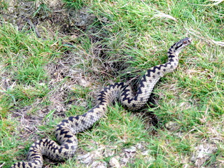 2006-09-21-12-22-01_p1000076_bonehill_hameldown_grimspound.jpg 2006-09-21-12-22-01_p1000076_bonehill_hameldown_grimspound.jpg bonehill_hameldown_grimspound