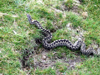 2006-09-21-12-22-24_p1000077_bonehill_hameldown_grimspound.jpg 2006-09-21-12-22-24_p1000077_bonehill_hameldown_grimspound.jpg bonehill_hameldown_grimspound