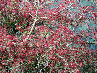 2006-10-04-12-26-48_p1000150_whiteworks_routrundle_peekhill.jpg 2006-10-04-12-26-48_p1000150_whiteworks_routrundle_peekhill.jpg whiteworks_routrundle_peekhill