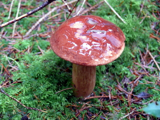 2006-10-11-12-13-51_p1000199_tottiford_rowdon_hole_clampitt.jpg 2006-10-11-12-13-51_p1000199_tottiford_rowdon_hole_clampitt.jpg tottiford_rowdon_hole_clampitt