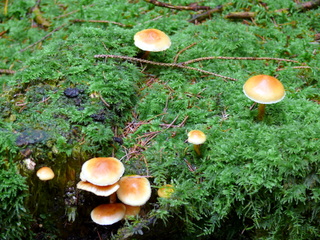 2006-10-11-12-14-11_p1000200_tottiford_rowdon_hole_clampitt.jpg 2006-10-11-12-14-11_p1000200_tottiford_rowdon_hole_clampitt.jpg tottiford_rowdon_hole_clampitt