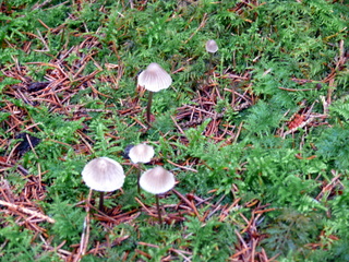 2006-10-11-12-14-57_p1000201_tottiford_rowdon_hole_clampitt.jpg 2006-10-11-12-14-57_p1000201_tottiford_rowdon_hole_clampitt.jpg tottiford_rowdon_hole_clampitt