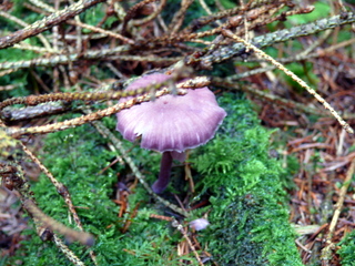 2006-10-11-12-15-55_p1000202_tottiford_rowdon_hole_clampitt.jpg 2006-10-11-12-15-55_p1000202_tottiford_rowdon_hole_clampitt.jpg tottiford_rowdon_hole_clampitt