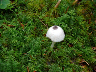 2006-10-11-12-17-07_p1000203_tottiford_rowdon_hole_clampitt.jpg 2006-10-11-12-17-07_p1000203_tottiford_rowdon_hole_clampitt.jpg tottiford_rowdon_hole_clampitt