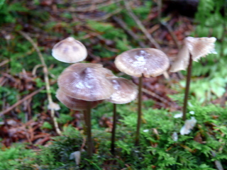 2006-10-11-12-19-02_p1000205_tottiford_rowdon_hole_clampitt.jpg 2006-10-11-12-19-02_p1000205_tottiford_rowdon_hole_clampitt.jpg tottiford_rowdon_hole_clampitt