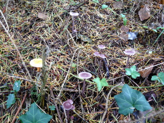 2006-10-11-13-59-42_p1000209_tottiford_rowdon_hole_clampitt.jpg 2006-10-11-13-59-42_p1000209_tottiford_rowdon_hole_clampitt.jpg tottiford_rowdon_hole_clampitt