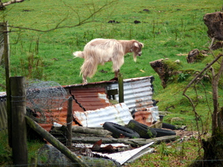 2006-10-29-14-57-02_p1000269_dartmeet_sherwell_ponsworthy.jpg  dartmeet_sherwell_ponsworthy 