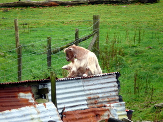 2006-10-29-14-57-53_p1000270_dartmeet_sherwell_ponsworthy.jpg  dartmeet_sherwell_ponsworthy 