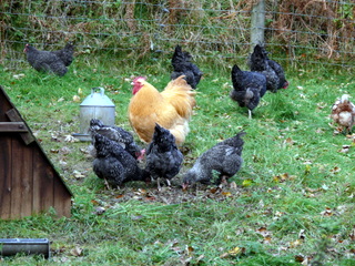 2006-11-19-13-43-52_p1000985_batworthy_throwleigh_gidleigh.jpg 2006-11-19-13-43-52_p1000985_batworthy_throwleigh_gidleigh.jpg Batworthy_Throwleigh_Gidleigh