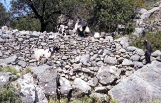Crete image creteprint4c-2.jpg