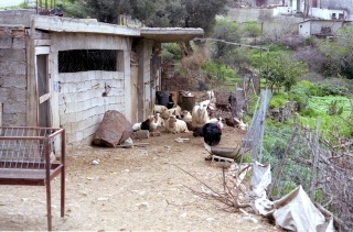Crete image small_creteprint2-15.jpg