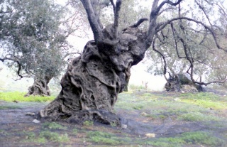 Crete image small_creteprint2-19.jpg