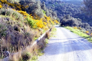 Crete image small_creteprint4-25.jpg