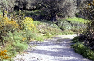 Crete image small_creteprint4-28.jpg